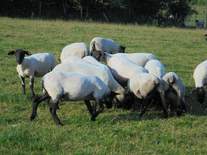 Hilltex  x Suffolk  Breeding Hoggets