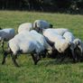 Hilltex  x Suffolk  Breeding Hoggets Image 9