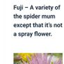 Chrysanthemum plant Image 5