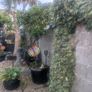 plants Image 5