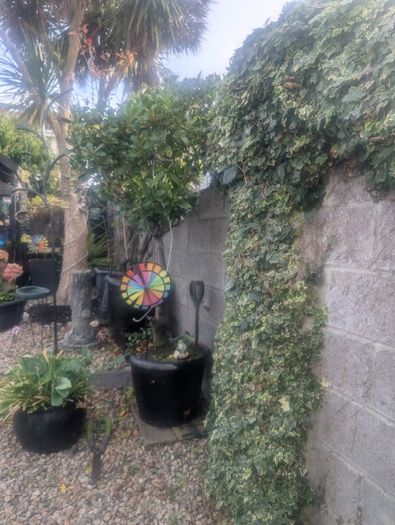plants