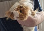3 guinea pigs