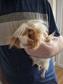 3 guinea pigs