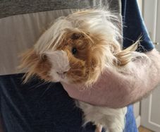 3 guinea pigs
