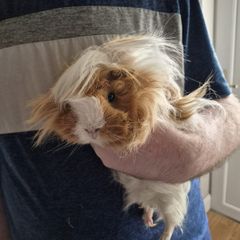 3 guinea pigs