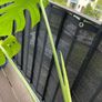 Large monstera Image 5