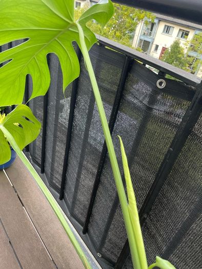 Large monstera