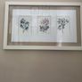 Paul Costello wild flower Pictures Image 2