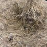Hay For Sale Image 4