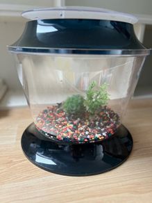 Fish Bowl