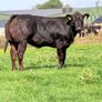 15 exceptional breeding heifers Tullamore mart 3rd Image 6