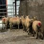 12 super charlois breeding ewe lambs Image 8