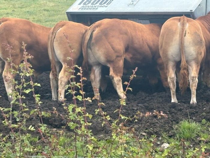 Pedigree Limousin 5 Bulls