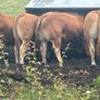 Pedigree Limousin 5 Bulls Image 7