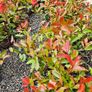Red Robin Hedging Plants Image 4