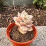 plant Image 2