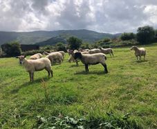 Hogget Ewes