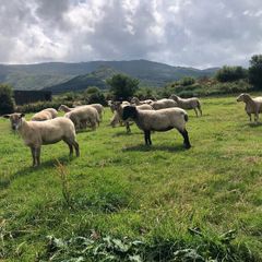 Hogget Ewes