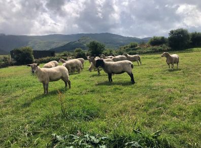 Hogget Ewes