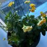 kalanchoe Image 10