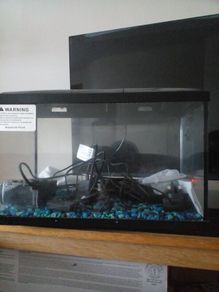 fish