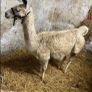 2 year old Female Llama Image 2