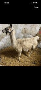 2 year old Female Llama
