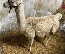 2 year old Female Llama