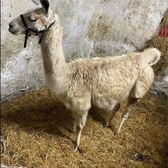 2 year old Female Llama