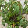 Rhododendrons Image 10