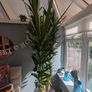plants Image 3