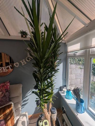 plants