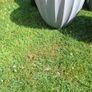 Plant pots Image 2