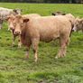 Organic cattle Image 8