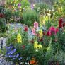 (S) Snapdragon Appleblossom Seeds 0.5g (446319) Image 2