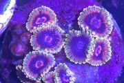 Mind Trick Zoa Frag