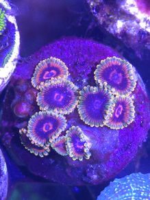 Mind Trick Zoa Frag