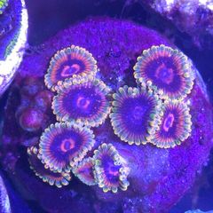 Mind Trick Zoa Frag