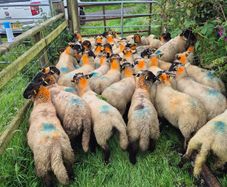 Sheep