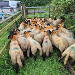 Sheep