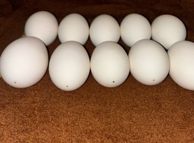 Egg-Goose-Large-Blown-Easter-Crafts