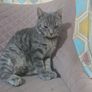 cat Image 3