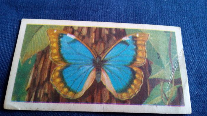Butterflies of The World. Irish Series.