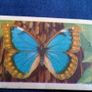 Butterflies of The World. Irish Series. Image 2