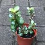 4 Feng Shui plant money plants Image 4