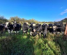 Incalf heifers
