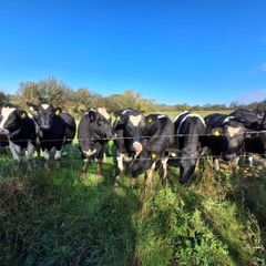 Incalf heifers
