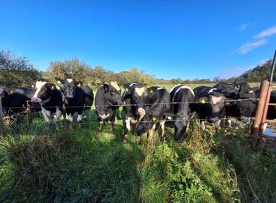 Incalf heifers