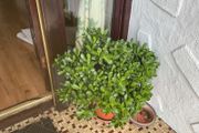 shrub