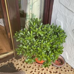 shrub